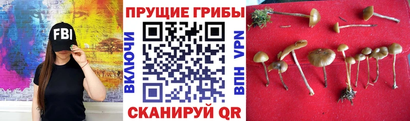 Псилоцибиновые грибы Psilocybine cubensis hydra как зайти Костомукша наркошоп